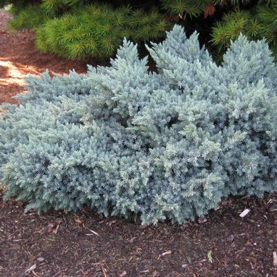 Juniperus squamata Blue Star