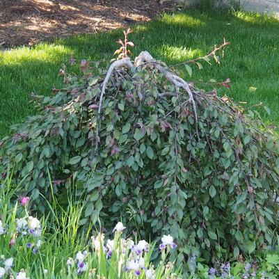 Malus Weeping Rosy Glo