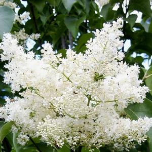 Syringa reticulata 