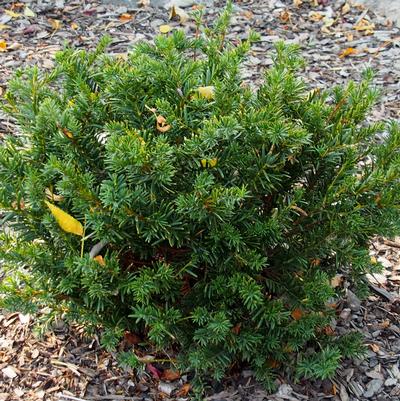 Taxus cuspidata Morden