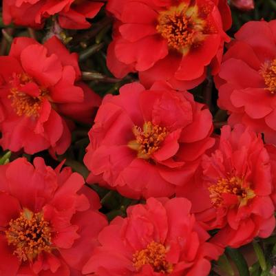 Portulaca Happy Hour™ Deep Red