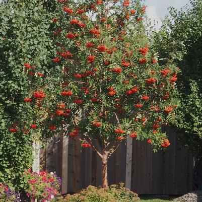 Sorbus decora 