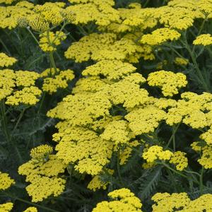 Achillea millefolium Sassy Summer Lemon