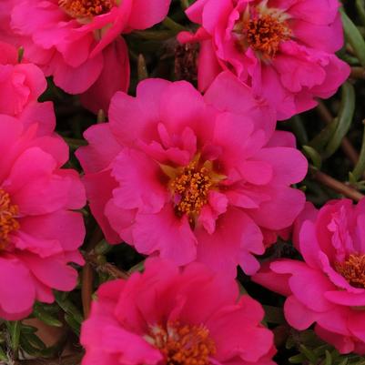 Portulaca Happy Hour™ Fuchsia