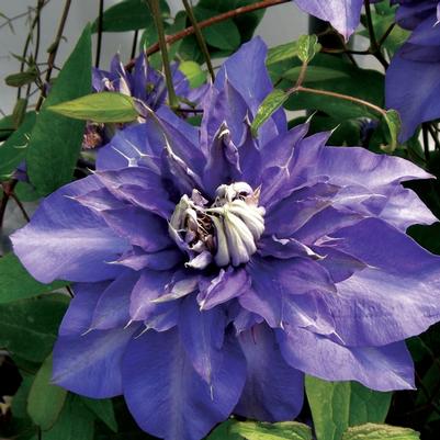 Clematis Royalty