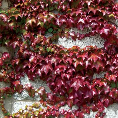 Parthenocissus engelmani 