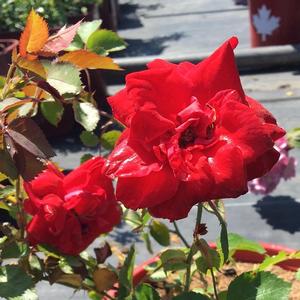 Rosa 49th Parallel Collection Canadian Shield®
