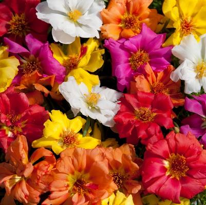 Portulaca Happy Hour™ Mix