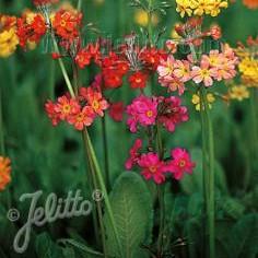 Primula x bulleesiana 