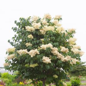 Syringa reticulata Snowdance™