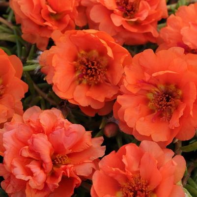 Portulaca Happy Hour™ Orange