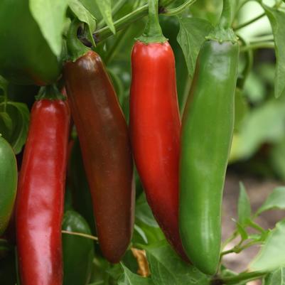 Pepper Pathfinder