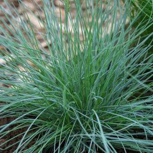 GR Festuca glauca Elijah Blue