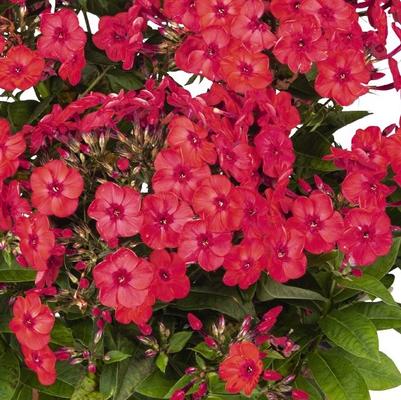 Phlox (per) paniculata Flame® Watermelon