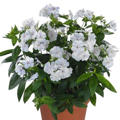 Phlox (per) paniculata Flame Light Blue