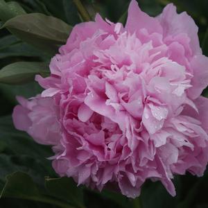 Paeonia Dinner Plate