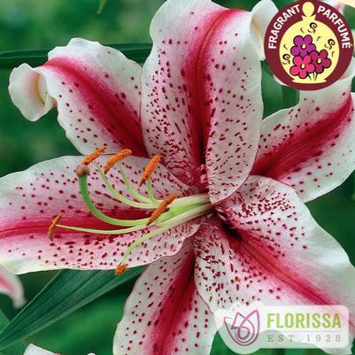 Lilium orientale Dizzy