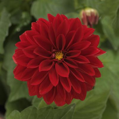 Dahlia Tessy