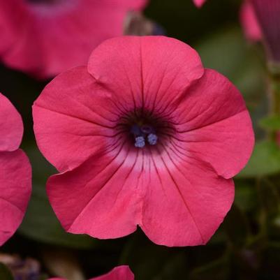 Petunia Tidal Wave® Hot Pink