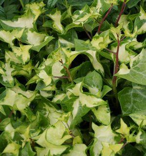 German Ivy Variegata