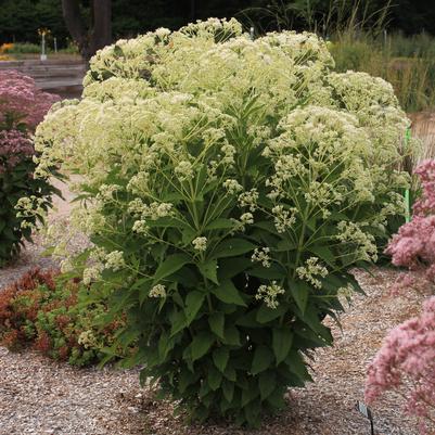 Eupatorium Monarch Madness White