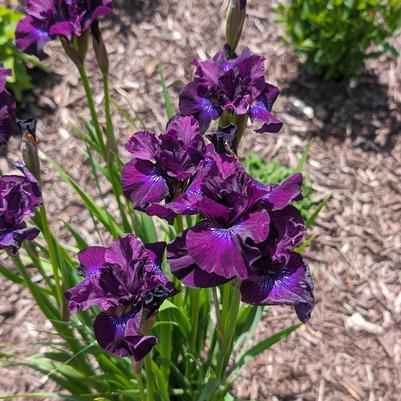 Iris siberica Purplelicious