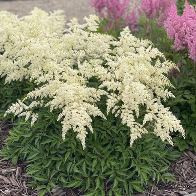 Astilbe Fireworks White