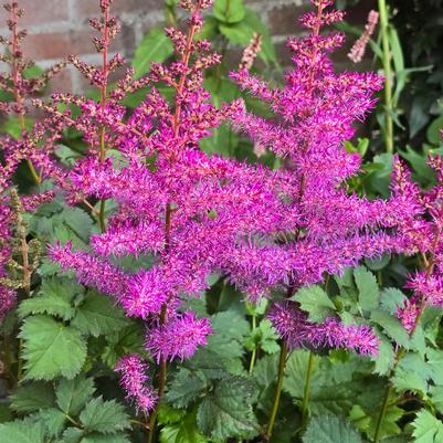 Astilbe Mighty Max