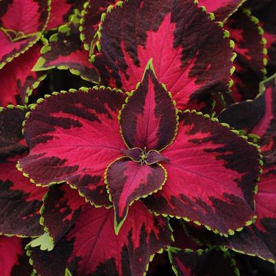 Coleus Chocolate Covered Cherry