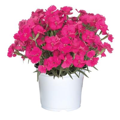 Dianthus (per) Mad Magenta