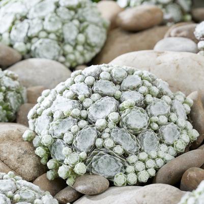 Sempervivum Colorockz Arctic White