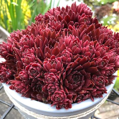 Sempervivum Colorockz Coral Red