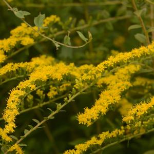 Solidago rugosa Fireworks