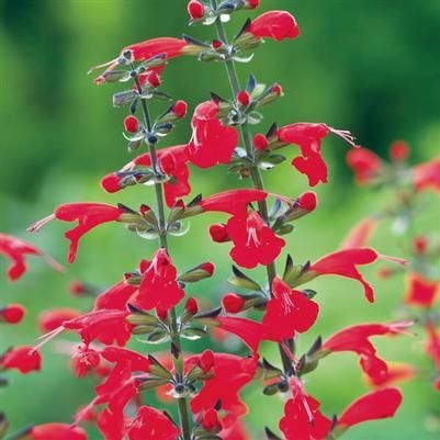 Salvia coccinea Summer Jewel™ Red