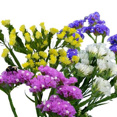 Limonium Hipster™ Mix