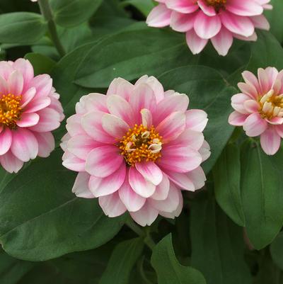 Zinnia Double Belize Pink Bicolor