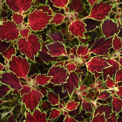 Coleus Glory Road