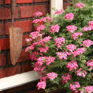 Trailing Verbena Tapien® Pink