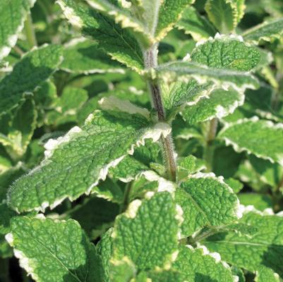 Mint Pineapple