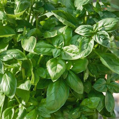 Basil Piedmont