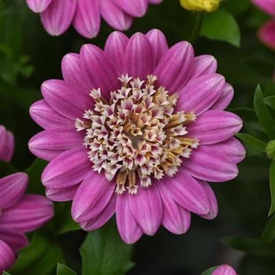 Osteospermum 4D™ Pink Lemonade