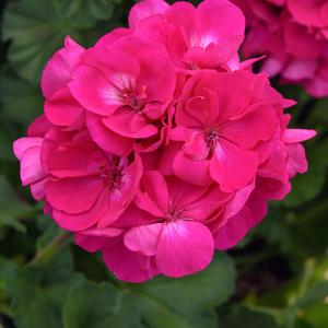 Geranium (Interspecific) Solera™ Watermelon