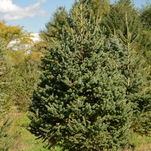 Picea glauca 