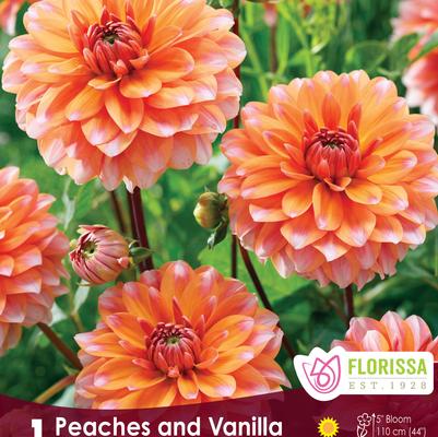 Dahlia Peaches and Vanilla