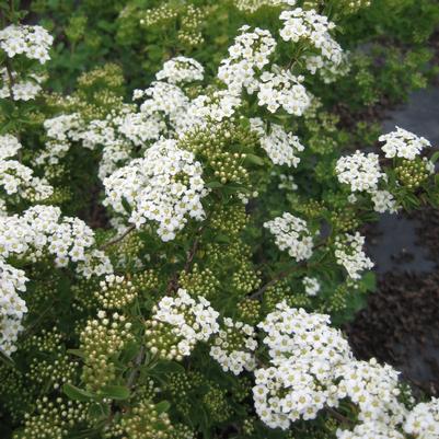 Spiraea trilobata Fairy Queen Spirea
