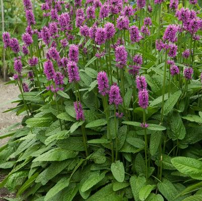Stachys monnieri Hummelo