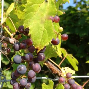 Vitis riparia Valiant