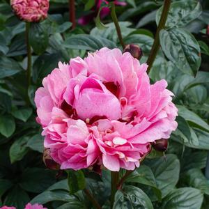 Paeonia The Fawn