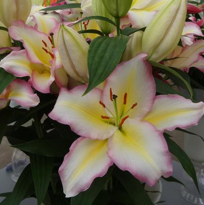Lilium orientale Tricolor