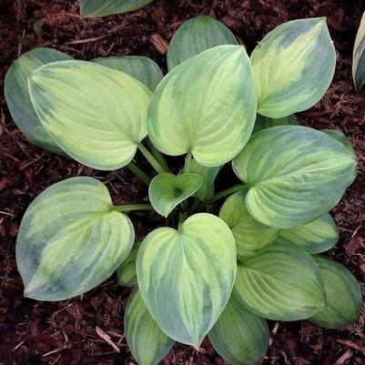 Hosta Ambrosia